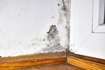 Stains of toxic mold and fungal bacteria on the wall in the corner near the door. Concept of condensation, moisture. Problems with ventilation. High humidity. - obrazy, fototapety, plakaty