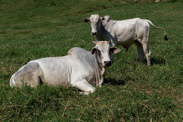 nelore cattle lying in the farm pasture