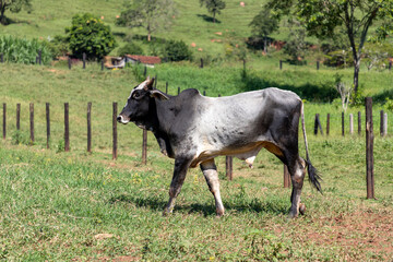 nelore cattle in the farm pasture