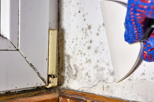 A person with a spatula removes stains of toxic mold and fungal bacteria on the wall in the corner near the door. Concept of condensation, moisture. Problems with ventilation. High humidity.