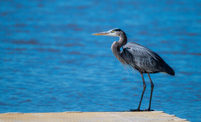 great heron