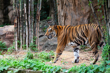 The tiger in the zoo looks at the electric wire, looking for a way out of the cage.