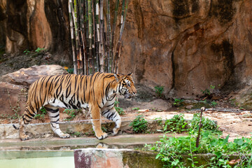 Fototapeta premium The tiger in the zoo looks at the electric wire, looking for a way out of the cage.