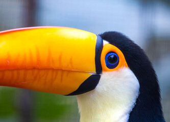 toucan bird