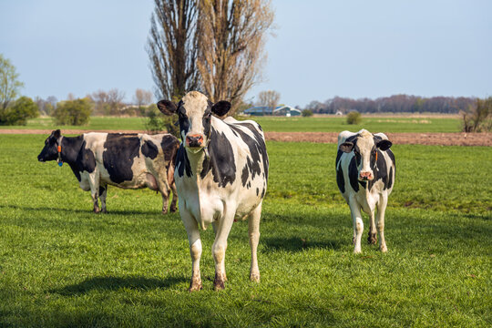 Three black and white cows in a fresh green Dutch meadow. The photo was taken in the South Holland region of Alblasserwaard on a sunny day at the beginning of the spring season.