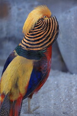 yellow macaw