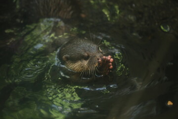 otter swimming in water