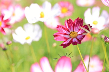 pink cosmos flower