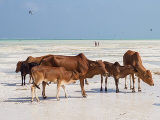 zanzibar