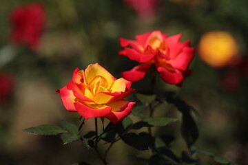 red rose in garden