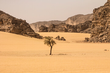 Lonely tree in the Sahara desert among sand and mountains, Algeria