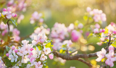 Fototapeta na wymiar pink and white apple flowers in sunlight outdoor