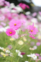 pink cosmos flowers