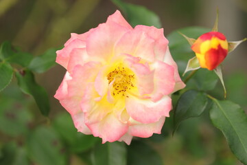 pink rose flower