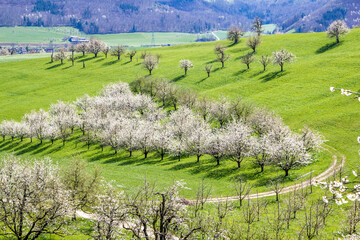 Swiss village Fricktal valley with blooming orchard garden and flowering cherry trees over the hill in spring time