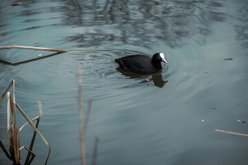 duck swims in the water of a small pond