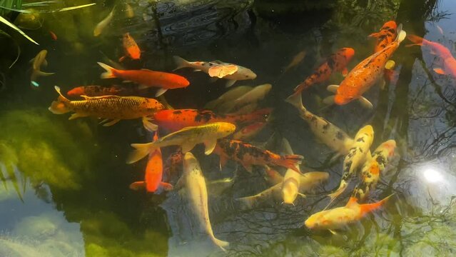 Cyprinus carpio Japan fish in relax lake pond video background