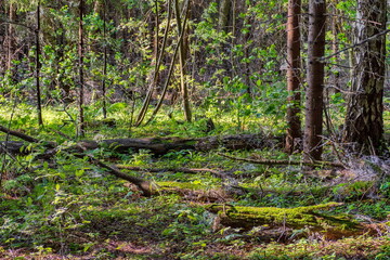 Landscape fragment of deciduous forest with long-fallen trees