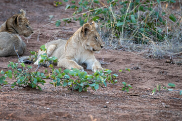 Young lion cubs (Panthera leo) pictured on safari in the Timbavati reserve, South Africa