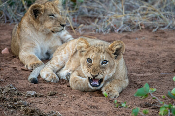 Naklejka na ściany i meble Young lion cubs (Panthera leo) pictured on safari in the Timbavati reserve, South Africa
