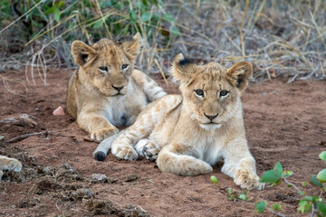 Obraz na płótnie Canvas Young lion cubs (Panthera leo) pictured on safari in the Timbavati reserve, South Africa