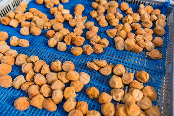 紀州梅　天日干し