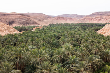 Fototapeta na wymiar M'Chouneche oasis near Biskra city, Algeria