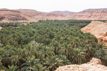 M'Chouneche oasis near Biskra city, Algeria