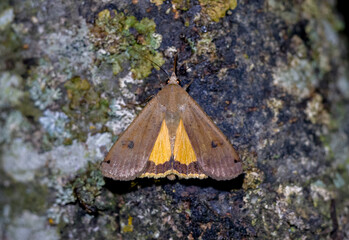 Die Hausmutter (Noctua pronuba)