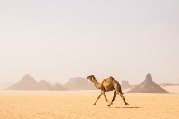 Running camel in Sahara desert