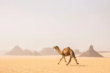 Zelfklevend Fotobehang Running camel in Sahara desert © Natalia