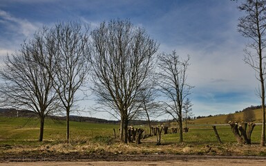 Eine Baumallee an einer Landstrasse.