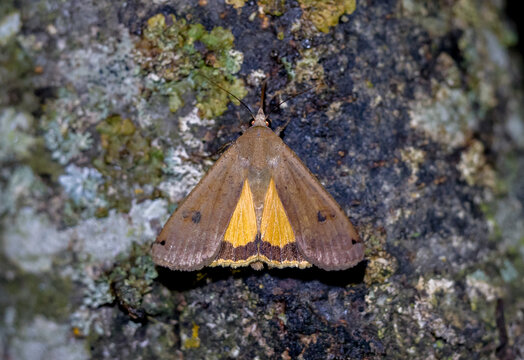 Die Hausmutter (Noctua pronuba)