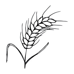 Vector hand drawn wheat illustration. Isolated doodle on white background. Harvest clipart. Farm market product.