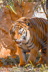 The tiger is locked in a cage, causing it to feel tortured.