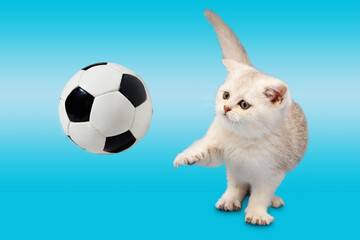 British kitten on a blue background plays with a soccer ball.