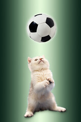 British kitten on green background plays with a soccer ball.