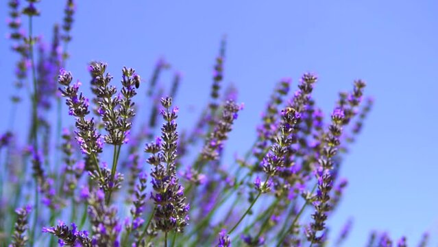 lavender and bees and butterflies