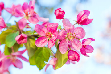 Close-up of dark pink apple tree flowers against blue sky background. Springtime background. Selective focus