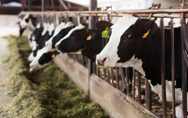 black and white cows chewing grass in stall on farm