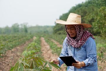 Asian woman farmer holds smart tablet is at cassava plantation to inspect and research about growth, diseases and quality of crops. Concept : agriculture and technology.    