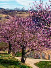 Frühlingsblüten