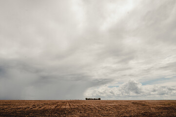 storm clouds over a soybean plantation