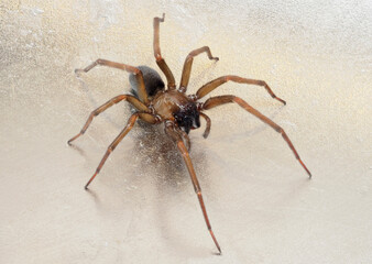 A Close-up Focus Stacked Image of a Small Long Legged Brown Spider on a Brushed Stainless Steel Surface