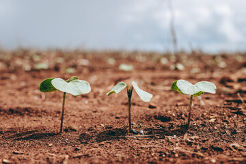 detail of a soybean plant seedling