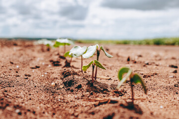 soybean plant seedling, agriculture