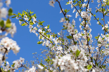 Beautiful branches of blossoming cherries. Beautiful abstract spring background.