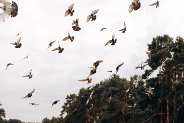 birds in flight