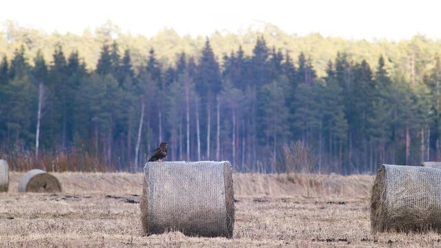 Common buzzard resting watching for pray on hay roll