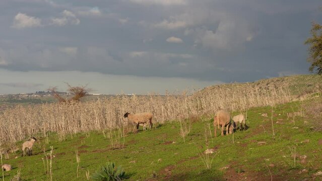 Sheep and her few hours old lamb in the Golan Heights